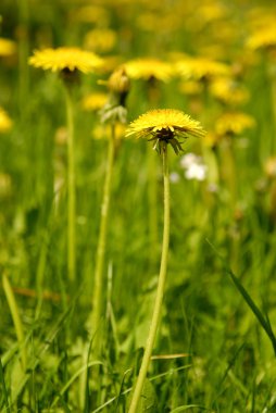 Sarı dandelions