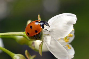 Ladybug on white flower clipart