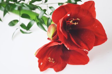 buket kırmızı amaryllis dan