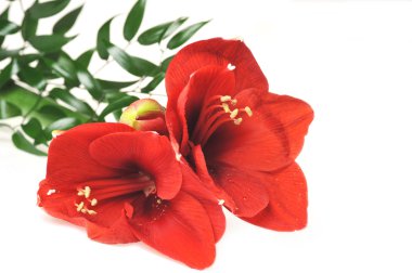 buket kırmızı amaryllis dan