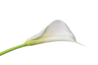 White calla lilie clipart