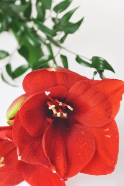 buket kırmızı amaryllis dan