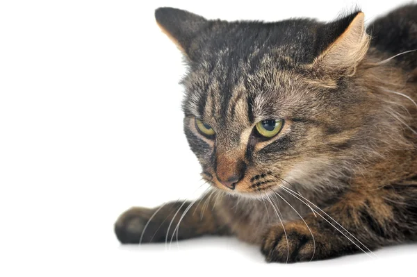 Gato listrado cinza — Fotografia de Stock