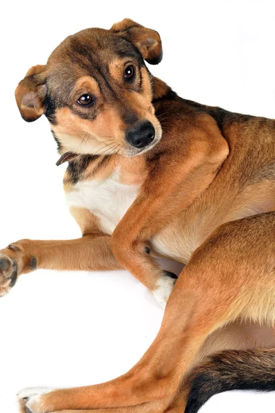 棕色的狗 — 图库照片