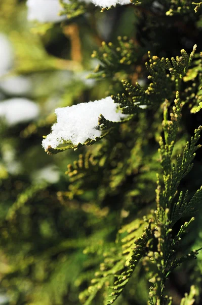 Снег на вечнозеленом кусте — стоковое фото