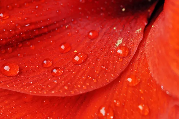Pétalos de flor roja —  Fotos de Stock
