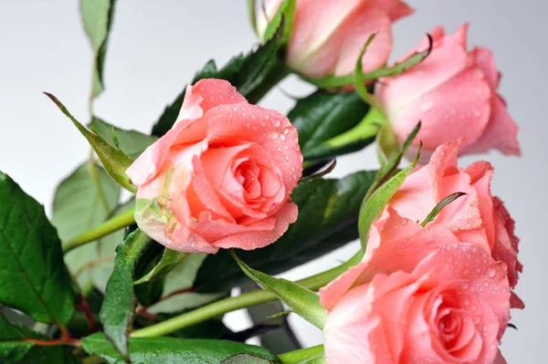 Bouquet de roses — Photo