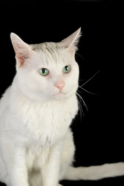 흰 고양이 — 스톡 사진