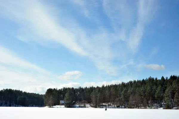 Śnieg na zimozielony krzew — Zdjęcie stockowe