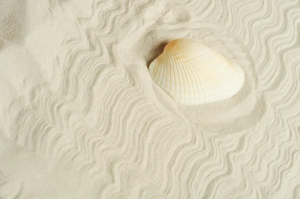 Cockleshell on sand — Stock Photo, Image