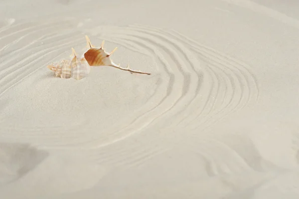 Cockleshell on sand — Stock Photo, Image