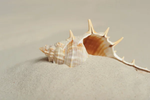 砂の上ザルガイの殻 — ストック写真