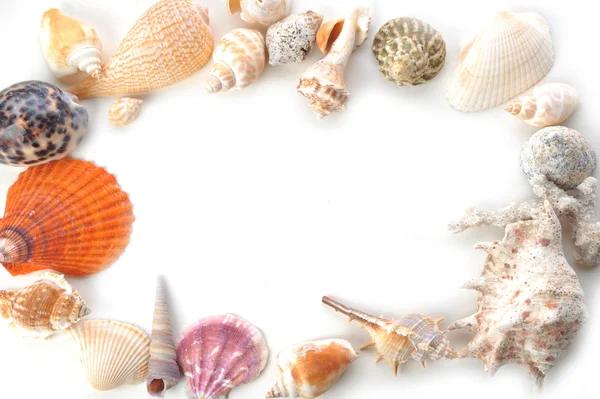 Molti cockleshells del mare — Foto Stock