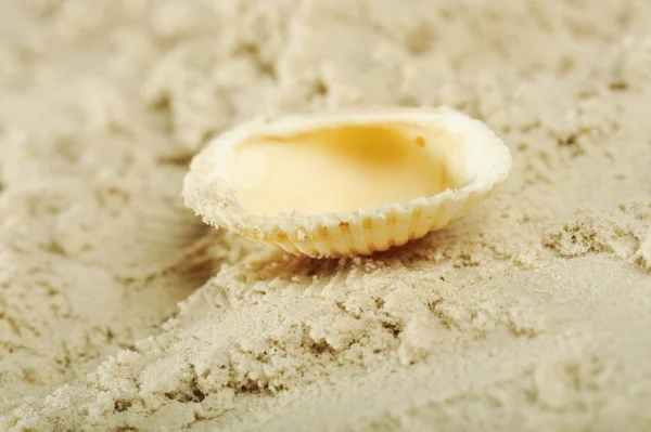 Cockleshells and sand — Stock Photo, Image