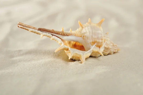 Ehető szívkagyló a homok — Stock Fotó