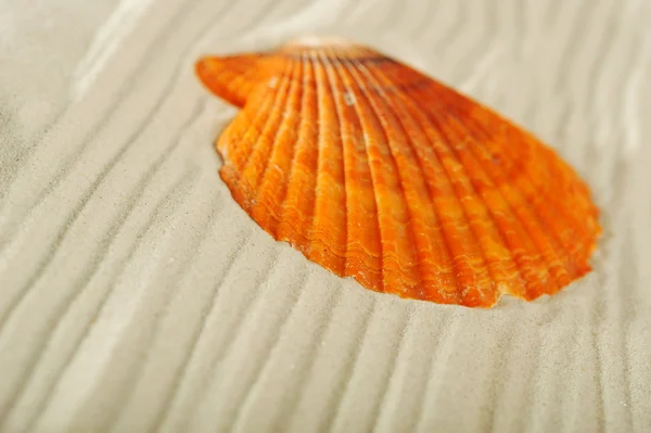 Cockleshells on sand — Stock Photo, Image