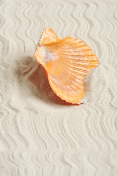 砂の上の cockleshells — ストック写真