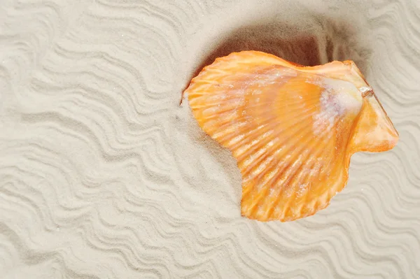 Cockleshells on sand — Stock Photo, Image