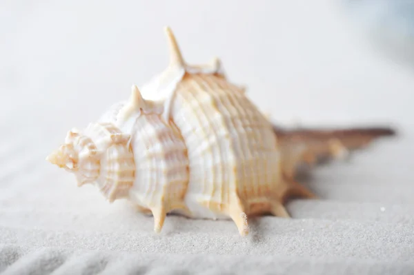 Ehető szívkagyló a tengeri homok — Stock Fotó