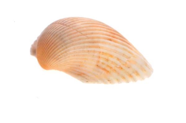 Sea cockleshell lies on white — Stock Photo, Image