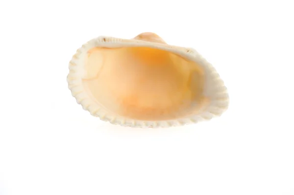 stock image Sea shell close up isolated on white