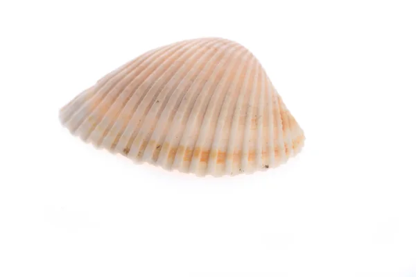 海ザルガイの殻に横たわって、ホワイト — ストック写真