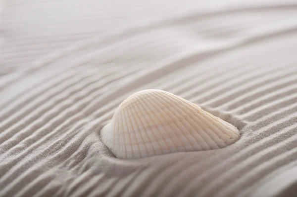 Cockleshell on sea sand — Stock Photo, Image