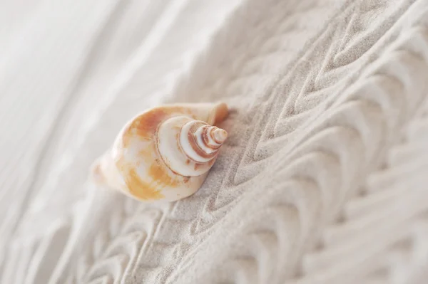 stock image Cockleshell on sea sand