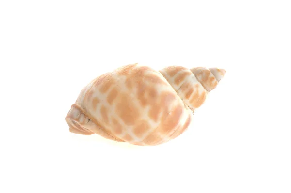 Tengeri ehető szívkagyló hazudik-ra-fehér — Stock Fotó