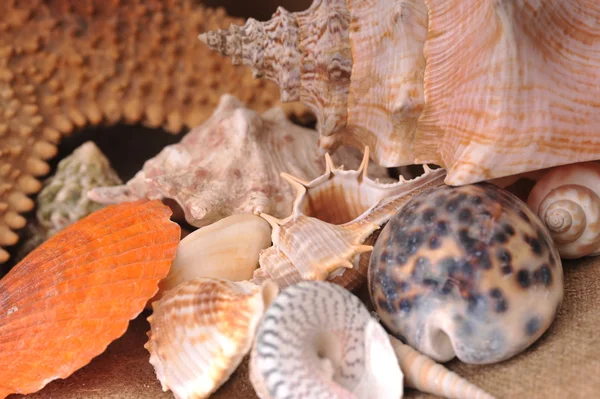 Deniz cockleshells — Stok fotoğraf