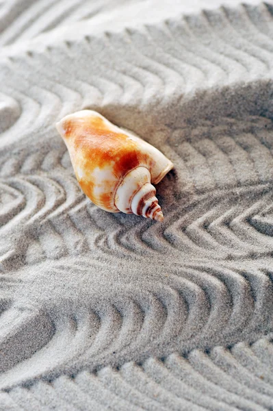 Cockleshell sur sable marin — Photo