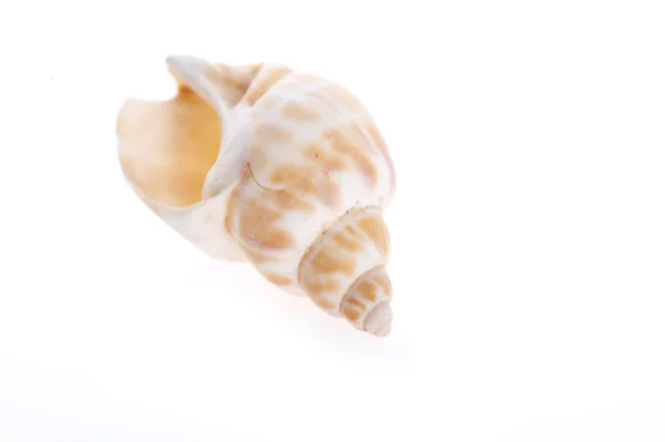Sea shell närbild — Stockfoto