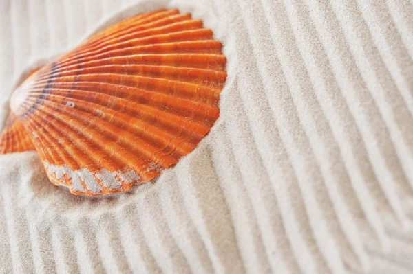 海砂のザルガイの殻 — ストック写真