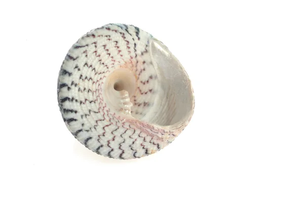 Sea cockleshell giace sul bianco — Foto Stock