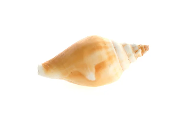 Deniz kabuğu yakın çekim üzerinde beyaz izole — Stok fotoğraf