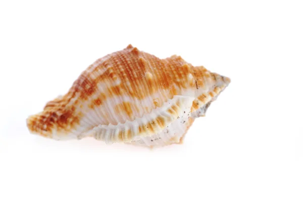 Mořské mušle zblízka — Stock fotografie