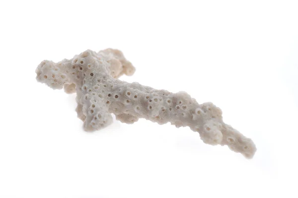 白で隔離される海洋の珊瑚 — ストック写真