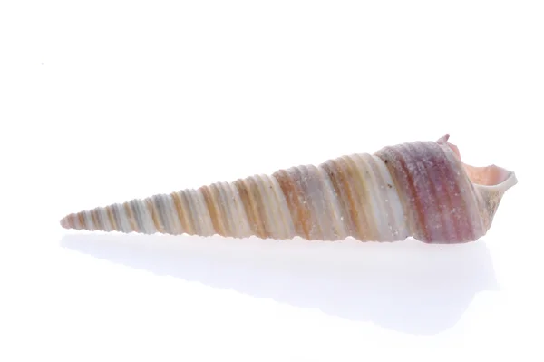 Sea cockleshell se encuentra en blanco —  Fotos de Stock