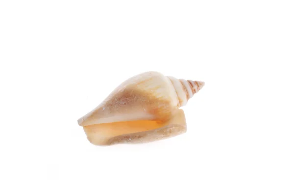 Deniz cockleshell yalanlar üzerine beyaz — Stok fotoğraf
