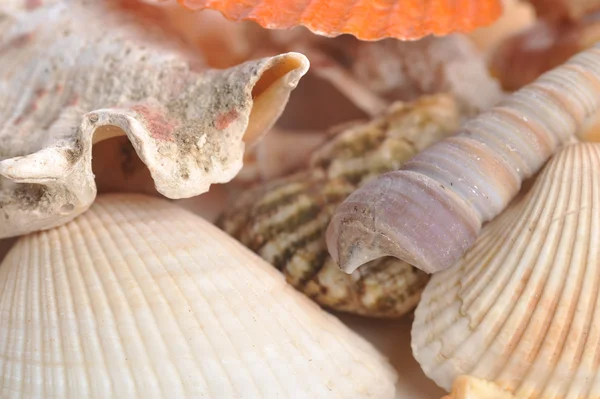 Muscheln und Seesterne — Stockfoto