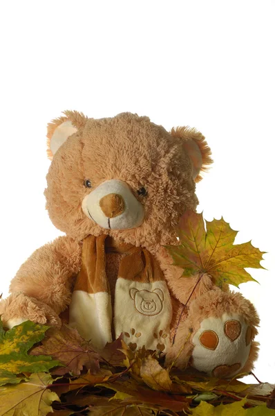 Toy bear with leaf — Stock Photo, Image
