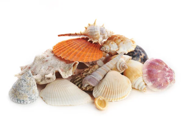 Colored sea cockleshells and starfish — Stock Photo, Image