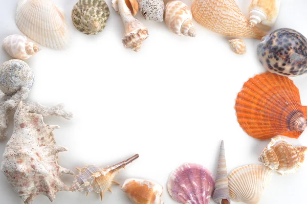 Quadro feito de conchas do mar — Fotografia de Stock