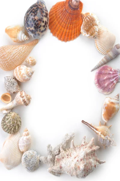 Sea cockleshells — Stock Photo, Image