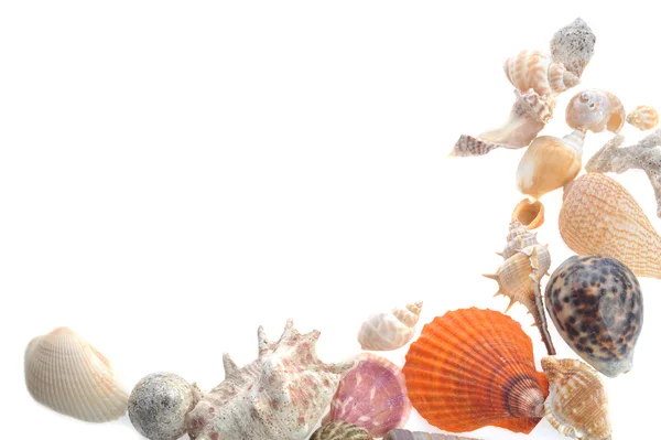 Muchas conchas de mar en blanco — Foto de Stock