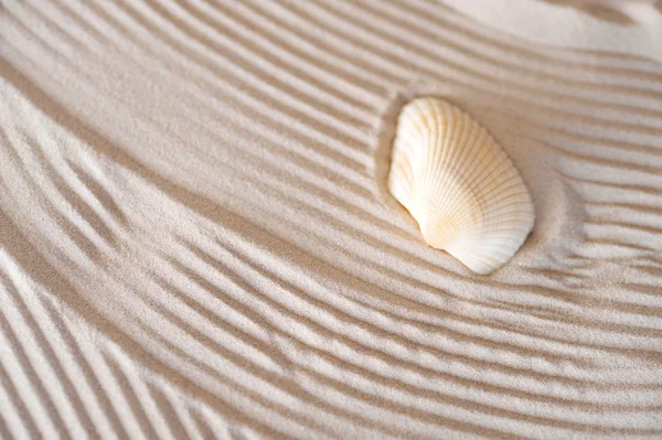 Herzmuschel auf Meeressand — Stockfoto