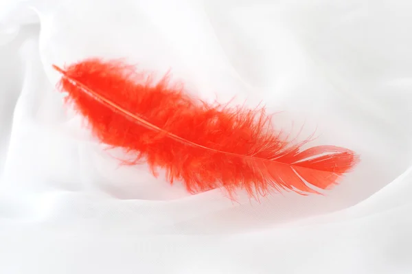 Transparentní textilie a červené plumelet — Stock fotografie