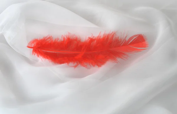 Tecido transparente e plumelete vermelho — Fotografia de Stock