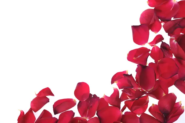 Rode bloemblaadjes — Stockfoto