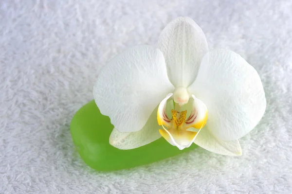 Zelené mýdlo a orchidej — Stock fotografie